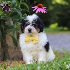 Tundra, Mini Bernedoodle Puppy